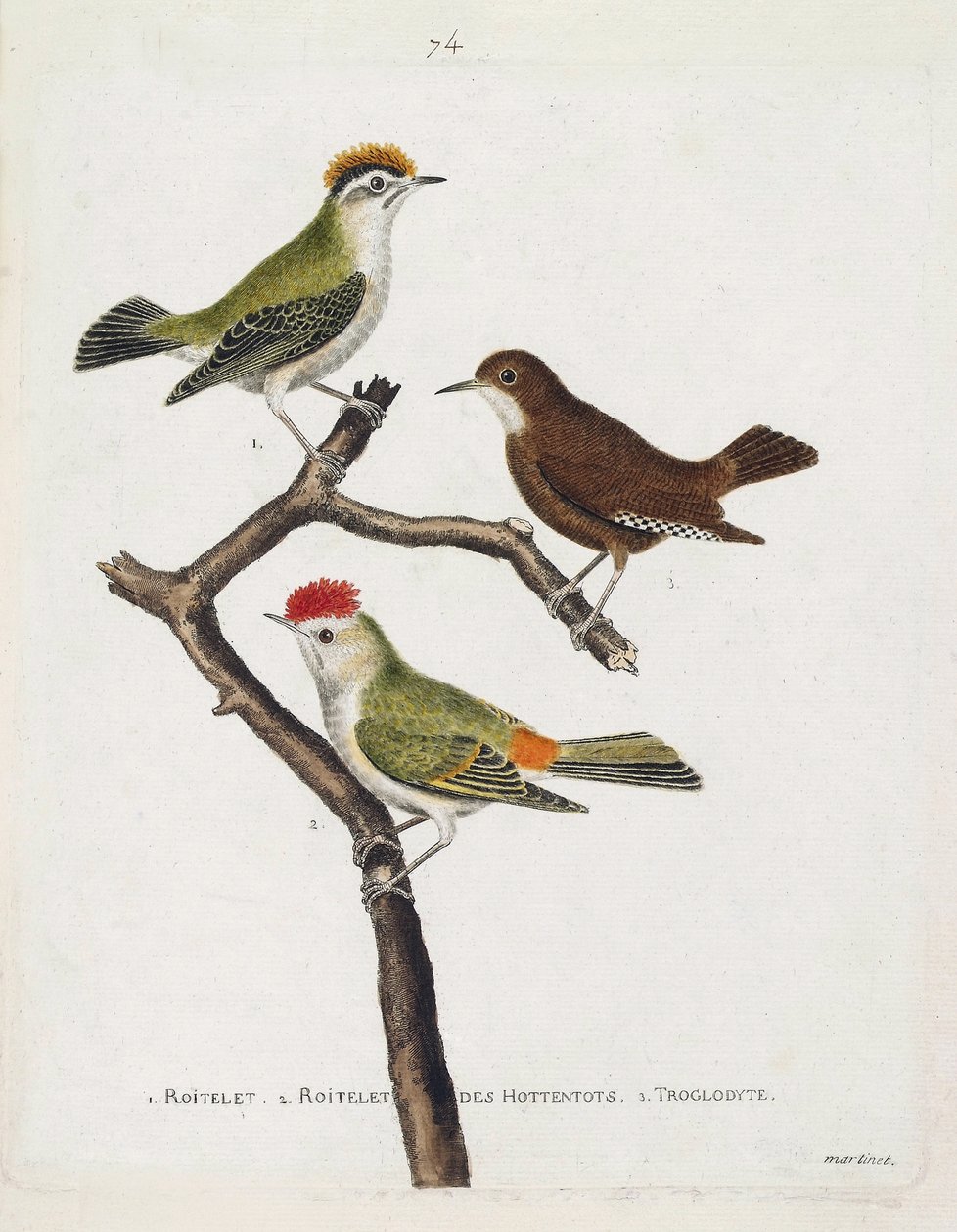 Zoologisk kort (ornitologi). Fra top til bund: roitelet (tredobbelt bandage eller regulus ignicapilla), troglodyte (sød troglodyte eller troglodyte) og roitelet af hottentots (rubinkrone) på en gren. Illustration i "Fuglenes historie, malet i Thei af Francois Nicolas Martinet