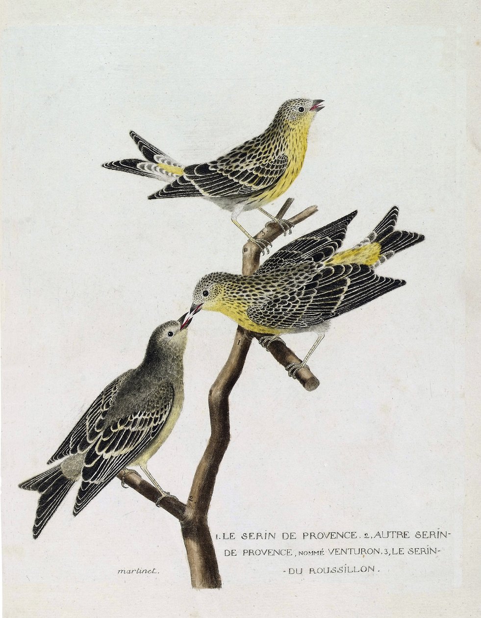Zoologisk diagram (ornitologi): Fra top til bund: serin du Roussillon (serin Cini eller serinus serinus) på en gren, serin de provence (venturon montagnard eller serinus citrinella) og andre serin de provence. Illustration i "The History of the Birds, S af Francois Nicolas Martinet