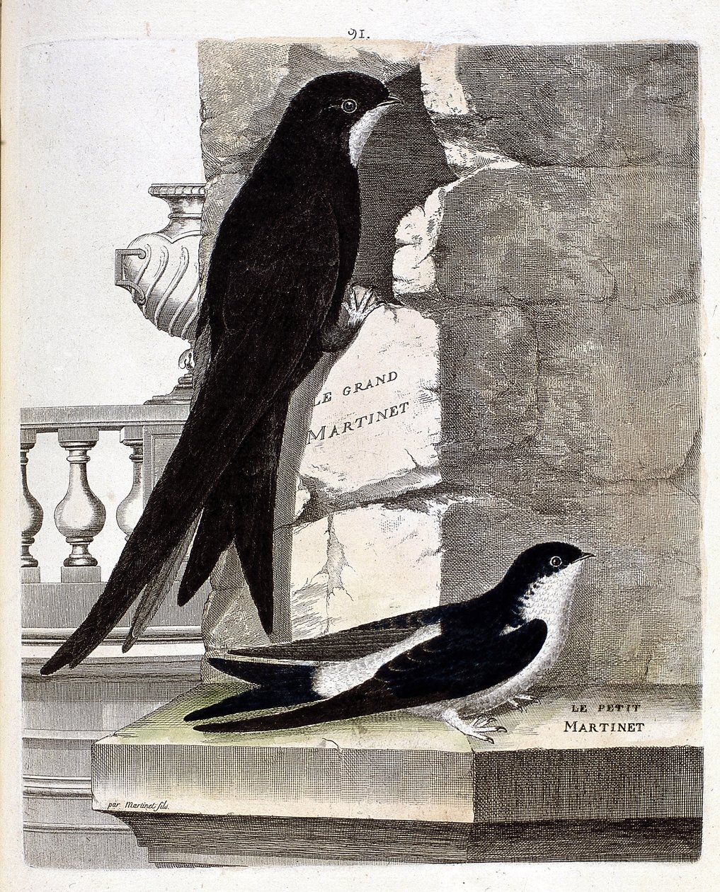 Zoologisk kort (ornitologi): Stor Swift (Sort Swift eller apus apus) og Lille Swift (Vindusvale eller Urbica Delichon). Illustration i "Fuglenes historie, malet i deres udseende og følsomme aspekter" af Francois Nicolas Martinet (1731-1800) af Francois Nicolas Martinet