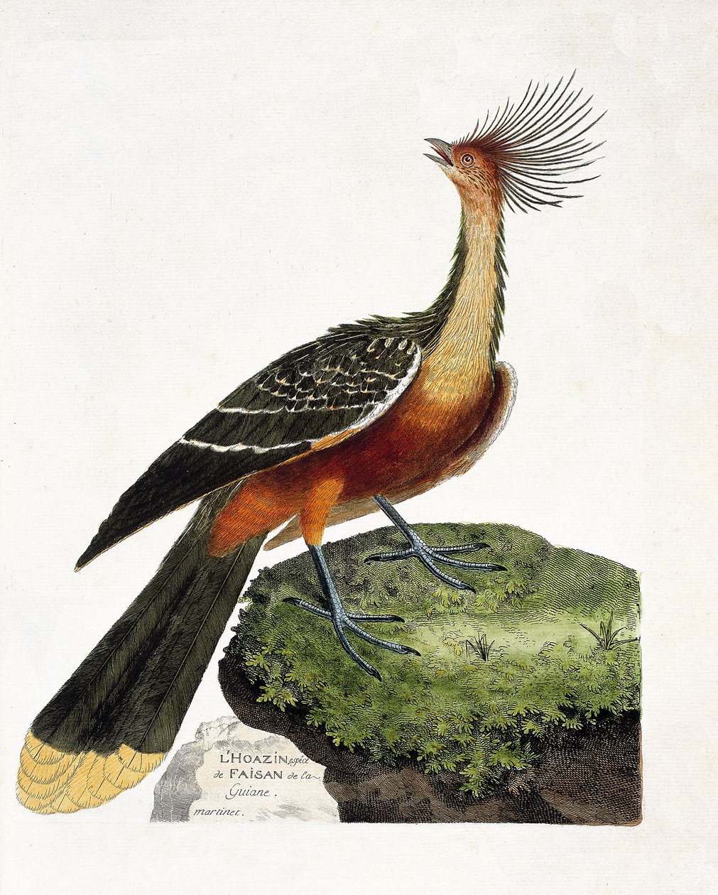 Zoologisk kort (ornitologi): Hoazin (hoazin huppe eller opisthocomus hoazin). Illustration i "Fuglenes historie, malet i deres udseende og følsomme aspekter" af Francois Nicolas Martinet (1731-1800). Privat samling. af Francois Nicolas Martinet