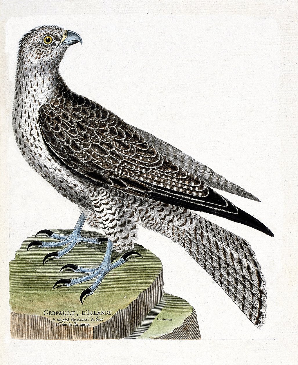 Zoologisk kort (ornitologi): Islandsk gerfault (gerfaut falk eller falco rusticolus). Illustration i "Fuglenes historie, malet i deres udseende og følsomme aspekter" af Francois Nicolas Martinet (1731-1800). Privat samling. af Francois Nicolas Martinet