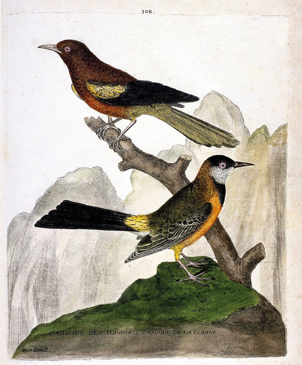 Zoologisk kort (ornitologi): Ilinois Blackbird (Baltimore oriole eller icterius bonana) og Guyana Blackbird (Martinique oriole eller icterius bonana) på en gren. Illustration i "Fuglenes historie, malet i deres udseende og følsomme aspekter" af af Francois Nicolas Martinet
