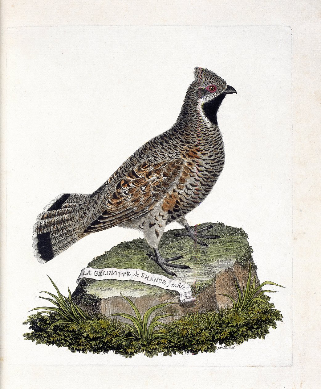 Zoologisk kort (ornitologi): La gelinotte de France han (gelinotte des bois eller bonasia bonasia). Illustration i "Fuglenes historie, malet i deres udseende og følsomme aspekter" af Francois Nicolas Martinet (1731-1800). Privat samling. af Francois Nicolas Martinet