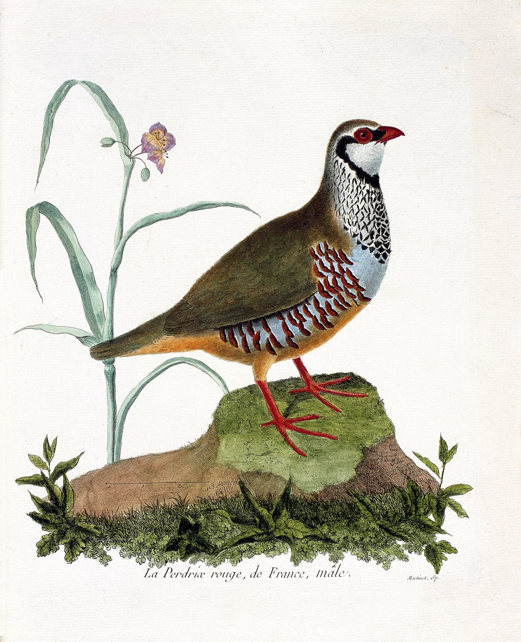 Zoologisk kort (ornitologi): La agerhøne rouge de France, han (rød agerhøne eller alectoris rufa). Illustration i "Fuglenes historie, malet i deres udseende og følsomme aspekter" af Francois Nicolas Martinet (1731-1800). Privat samling. af Francois Nicolas Martinet