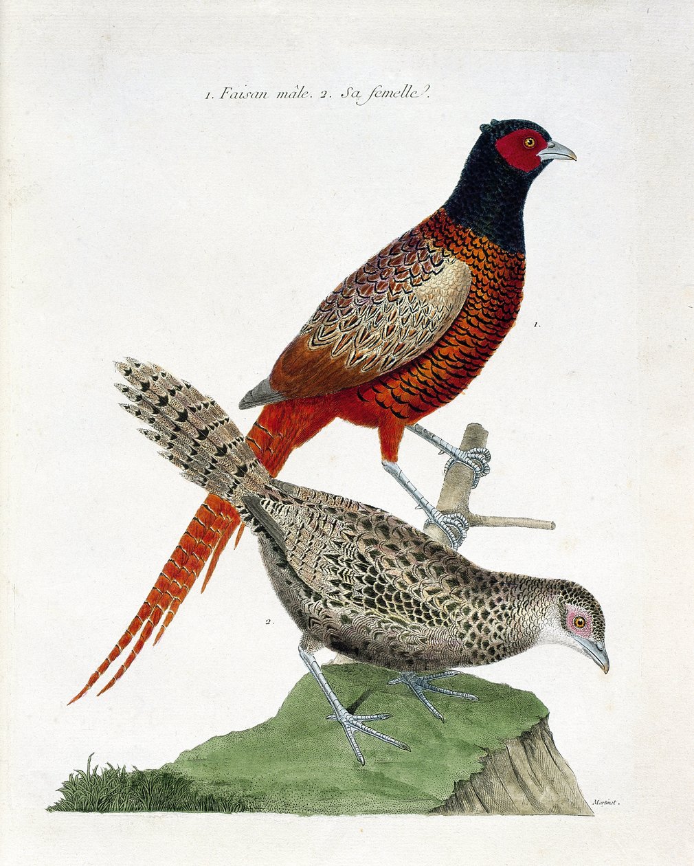 Zoologisk diagram (ornitologi): Hanfasan og hunkøn (colchid fasan eller Phasianus colchicus). Illustration i "Fuglenes historie, malet i deres udseende og følsomme aspekter" af Francois Nicolas Martinet (1731-1800). Privat samling. af Francois Nicolas Martinet