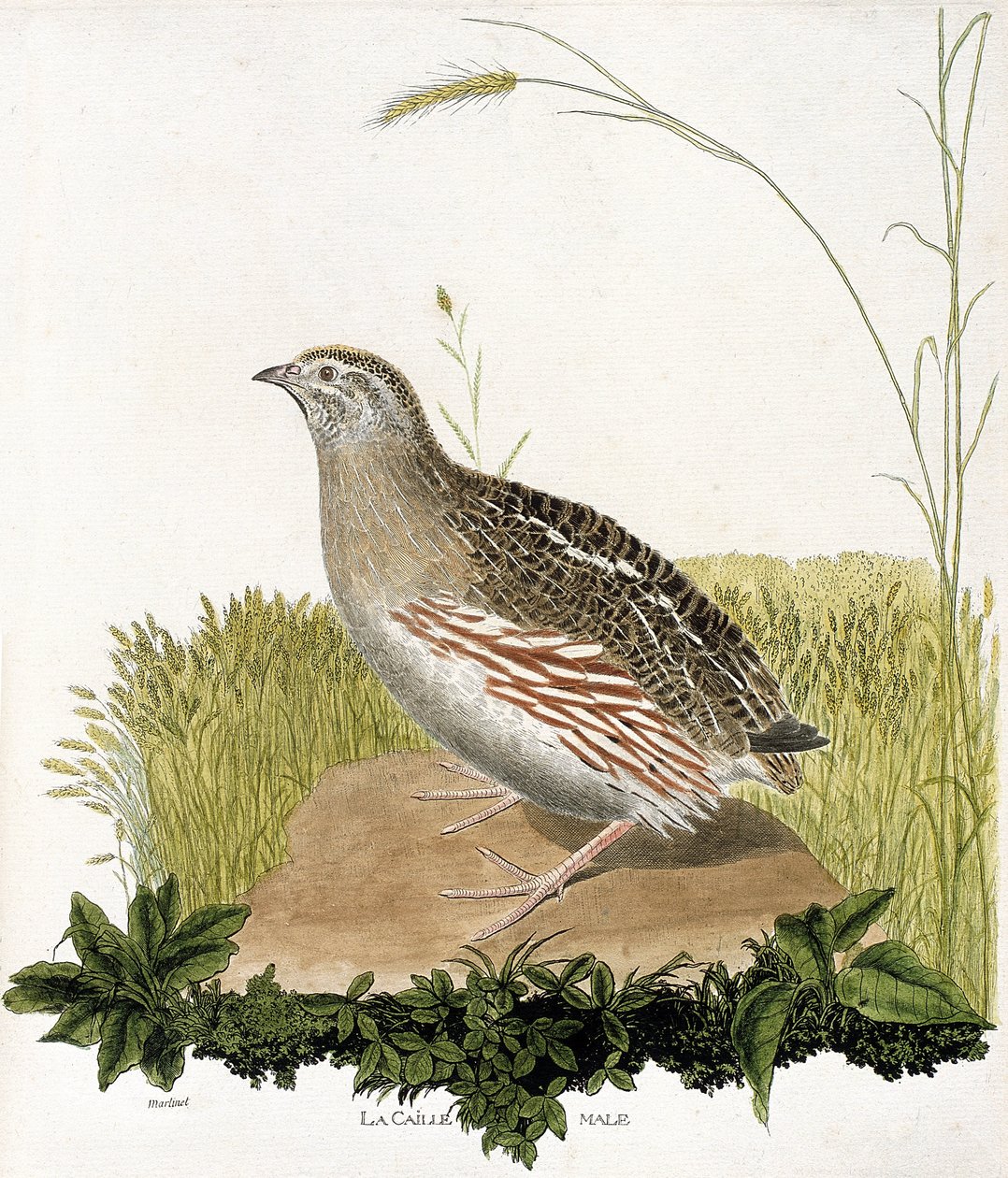 Zoologisk kort (ornitologi): Hanvagtler (ble vagtel eller coturnix coturnix). Illustration i "Fuglenes historie, malet i deres udseende og følsomme aspekter" af Francois Nicolas Martinet (1731-1800). Privat samling. af Francois Nicolas Martinet