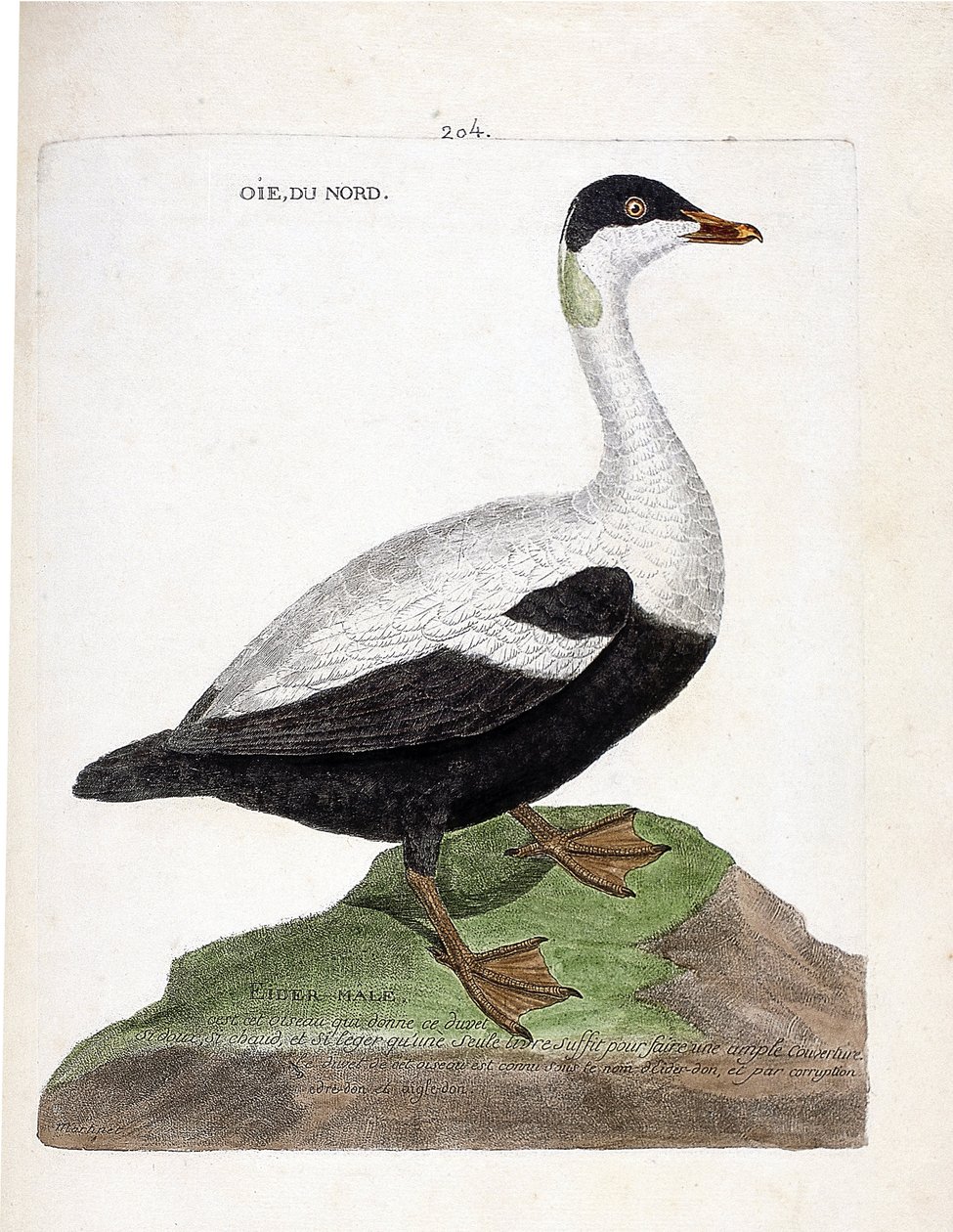Zoologisk kort (ornitologi): Nordgås eller edderfugl (edderfugl en dyne eller somateria mollissima). Illustration i "Fuglenes historie, malet i deres udseende og følsomme aspekter" af Francois Nicolas Martinet (1731-1800). Privat samling. af Francois Nicolas Martinet
