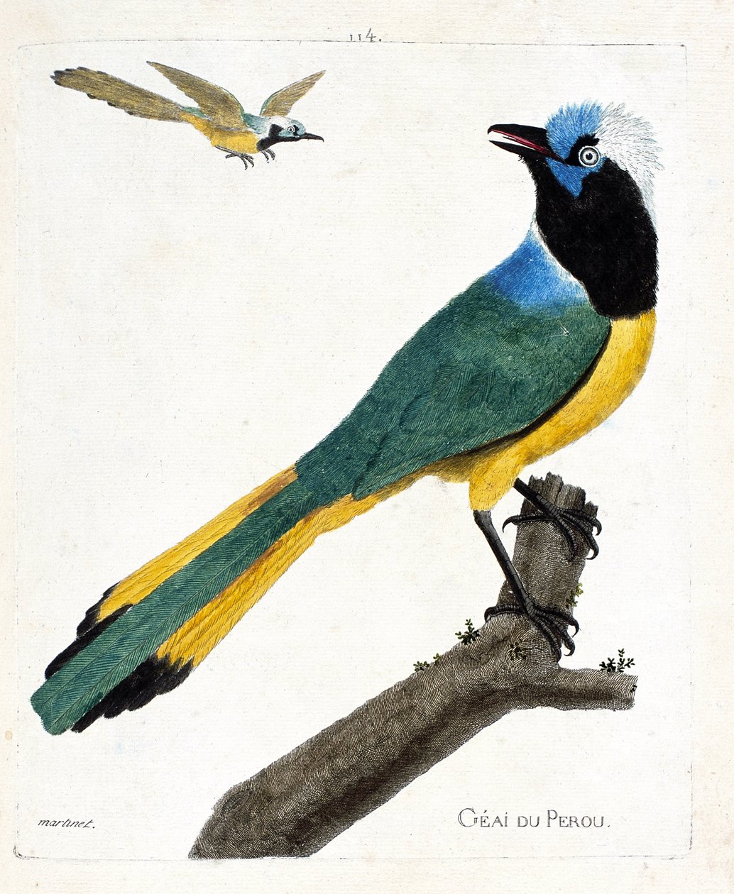 Zoologisk kort (ornitologi): Perou jay (grøn jay eller cyanocorax yncas) på en gren. Illustration i "Fuglenes historie, malet i deres udseende og følsomme aspekter" af Francois Nicolas Martinet (1731-1800). Privat samling. af Francois Nicolas Martinet