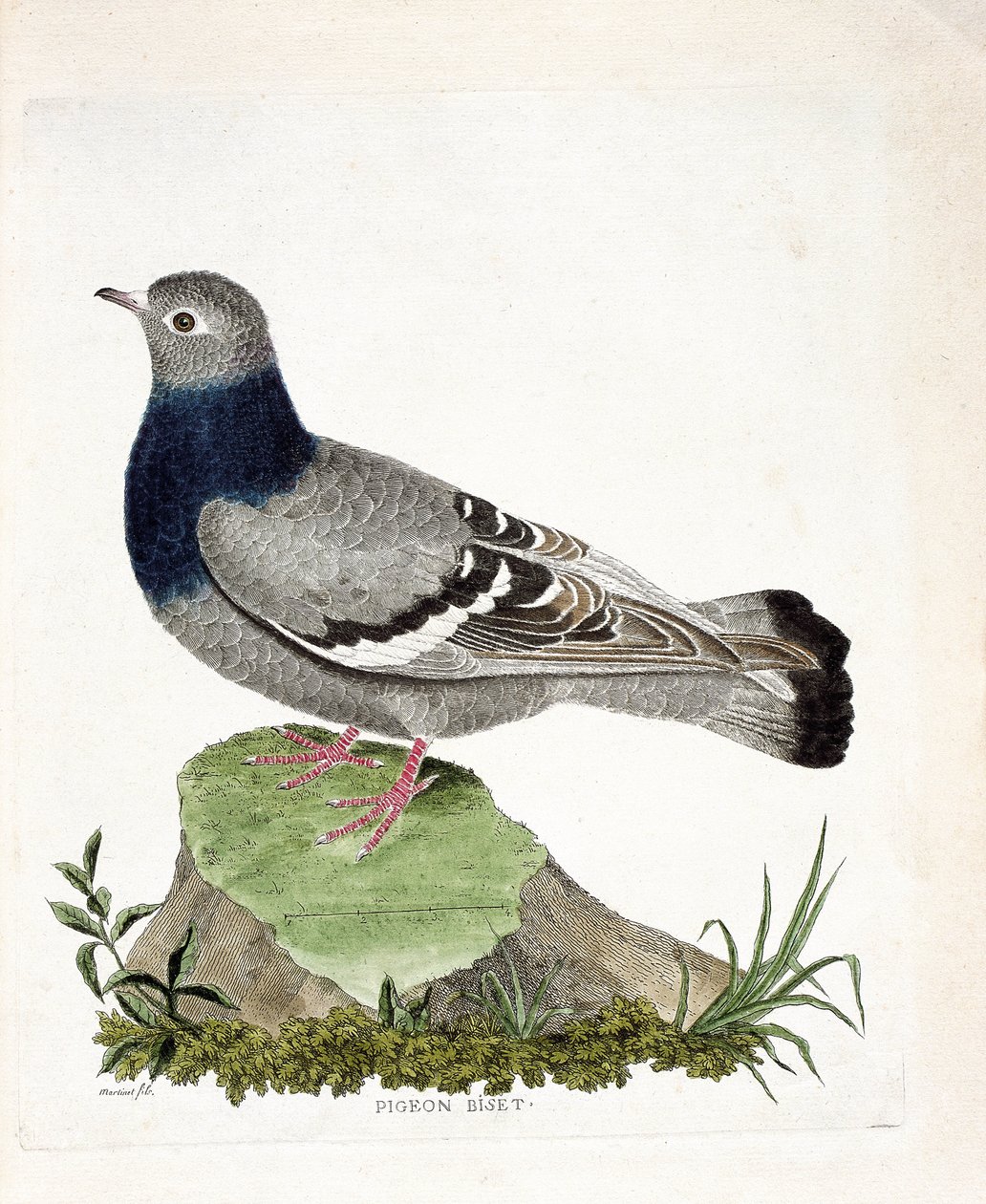 Zoologisk kort (ornitologi): Due biset (Columbia livia). Illustration i "Fuglenes historie, malet i deres udseende og følsomme aspekter" af Francois Nicolas Martinet (1731-1800). Privat samling. af Francois Nicolas Martinet