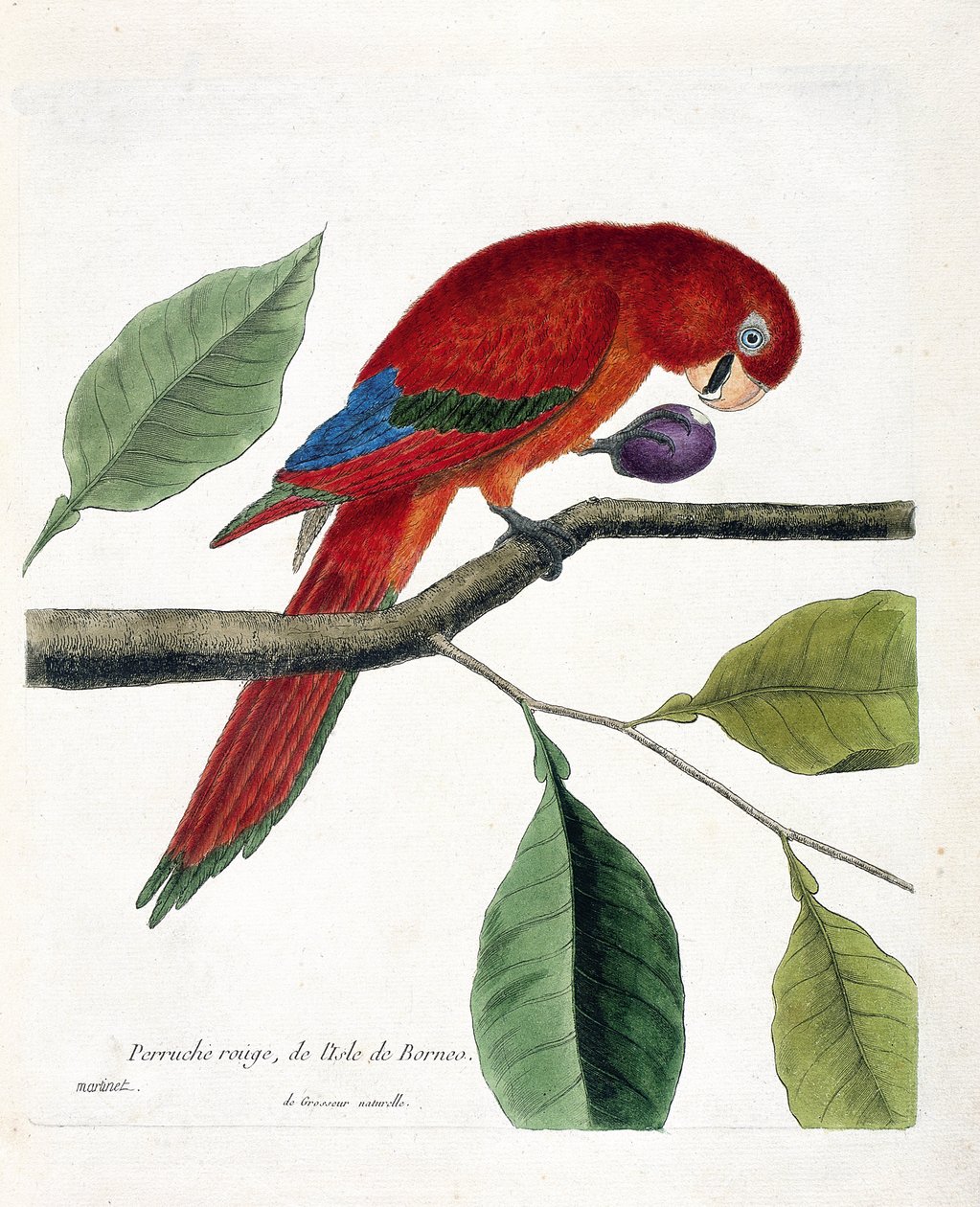 Zoologisk kort (ornitologi): Rød parakit fra øen Borneo (Great eclectus eller eclectus roratus). Illustration i "Fuglenes historie, malet i deres udseende og følsomme aspekter" af Francois Nicolas Martinet (1731-1800). Privat saml af Francois Nicolas Martinet