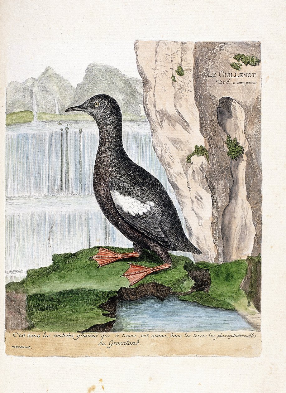 Zoologisk kort (ornitologi): Stribet Murrelet (Mirrelet eller Cepphus gitter). Illustration i "Fuglenes historie, malet i deres udseende og følsomme aspekter" af Francois Nicolas Martinet (1731-1800). Privat samling. af Francois Nicolas Martinet