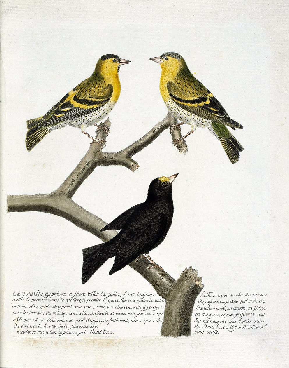Zoologisk kort (ornitologi): Tarin (alder tarin eller carduelis spinus). Øverst til venstre: mand, højre: kvinde. Nederst: en anden sort. Illustration i "Fuglenes historie, malet i deres udseende og følsomme aspekter" af Francois Nicolas Martinet (1731) af Francois Nicolas Martinet