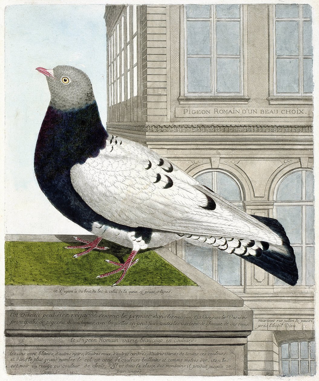Zoologisk kort (ornitologi): Den romerske due (columba livia). Illustration i "Fuglenes historie, malet i deres udseende og følsomme aspekter" af Francois Nicolas Martinet (1731-1800). Privat samling. af Francois Nicolas Martinet