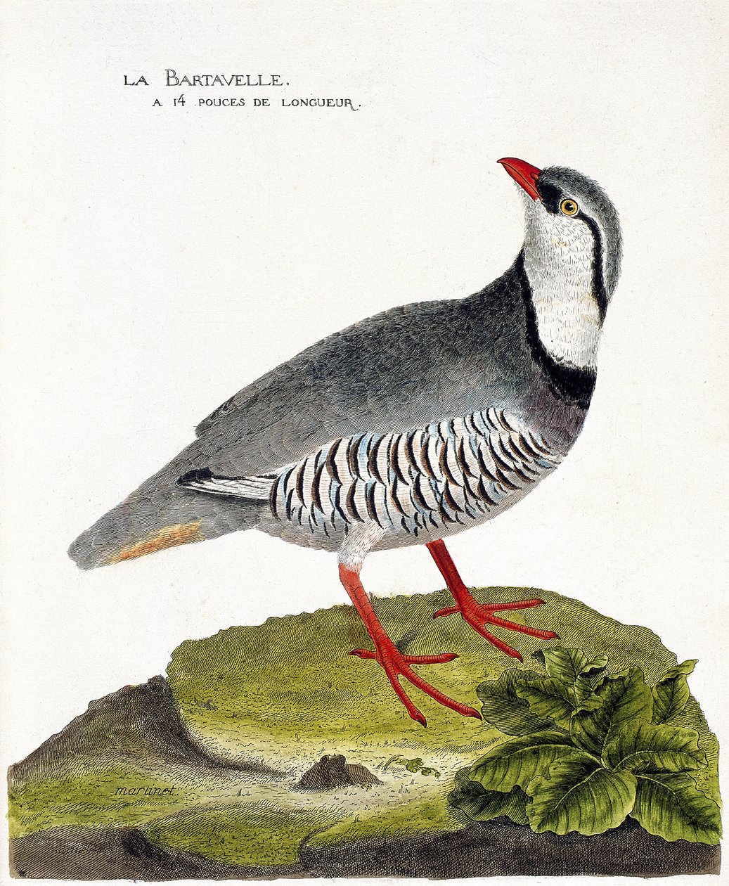 Zoologisk kort (ornitologi): Bartavlen (agerhøne-bartavelle eller Alectoris graeca). Illustration i "Fuglenes historie, malet i deres udseende og følsomme aspekter" af Francois Nicolas Martinet (1731-1800). Privat samling. af Francois Nicolas Martinet