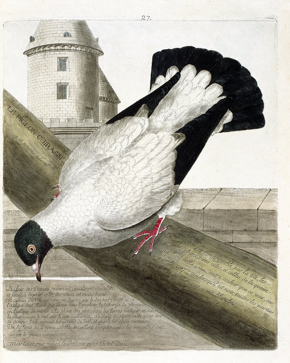 Zoologisk kort (ornitologi): Slagskibsduen (columba livia). Illustration i "Fuglenes historie, malet i deres udseende og følsomme aspekter" af Francois Nicolas Martinet (1731-1800). Privat samling. af Francois Nicolas Martinet