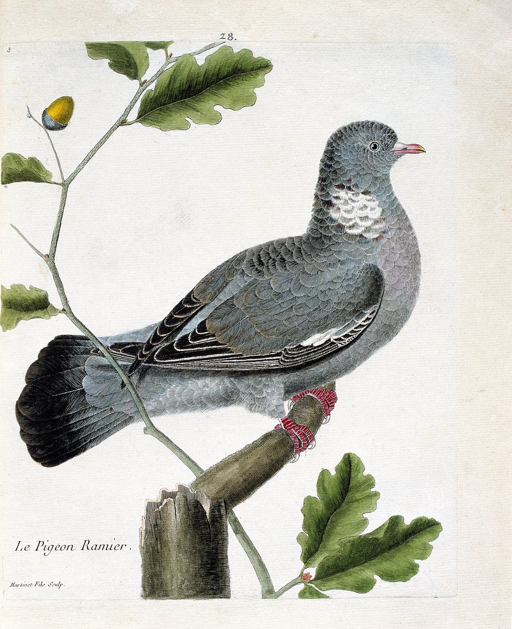 Zoologisk kort (ornitologi): Den forgrenede due (columba palumbus) på en gren. Illustration i "Fuglenes historie, malet i deres udseende og følsomme aspekter" af Francois Nicolas Martinet (1731-1800). Privat samling. af Francois Nicolas Martinet