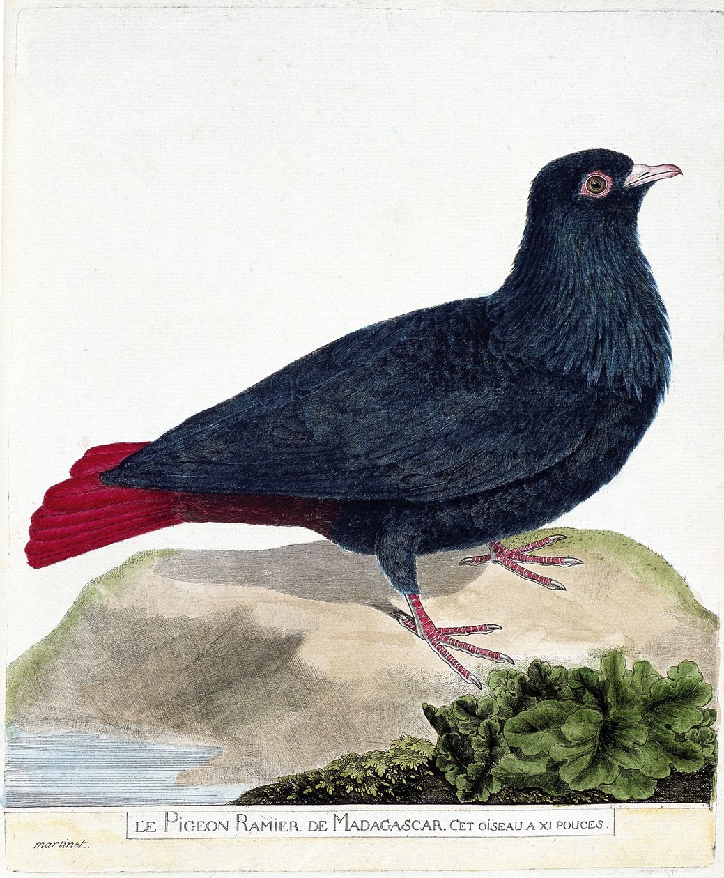 Zoologisk kort (ornitologi): Madagaskars forgrenede due (Blå Founingo eller alectroenas madagascariensis). Illustration i "Fuglenes historie, malet i deres udseende og følsomme aspekter" af Francois Nicolas Martinet (1731-1800). Privat af Francois Nicolas Martinet