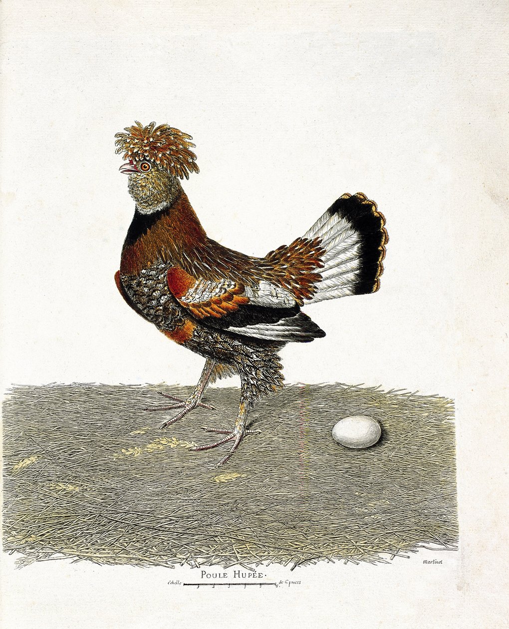 Zoologisk diagram (ornitologi): Kyllingen (tamhøne eller gallus gallus) og dens æg. Illustration i "Fuglenes historie, malet i deres udseende og følsomme aspekter" af Francois Nicolas Martinet (1731-1800). Privat samling. af Francois Nicolas Martinet