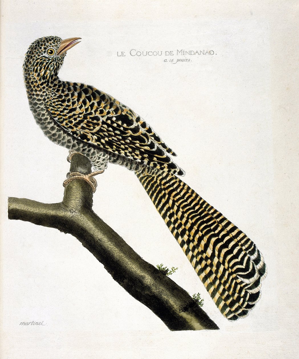 Zoologisk diagram (ornitologi): Gøgen fra Mindanao (kogelgøg eller Eudynamys scolopacea) på en gren. Illustration i "Fuglenes historie, malet i deres udseende og følsomme aspekter" af Francois Nicolas Martinet (1731-1800). Privat indsamling af Francois Nicolas Martinet