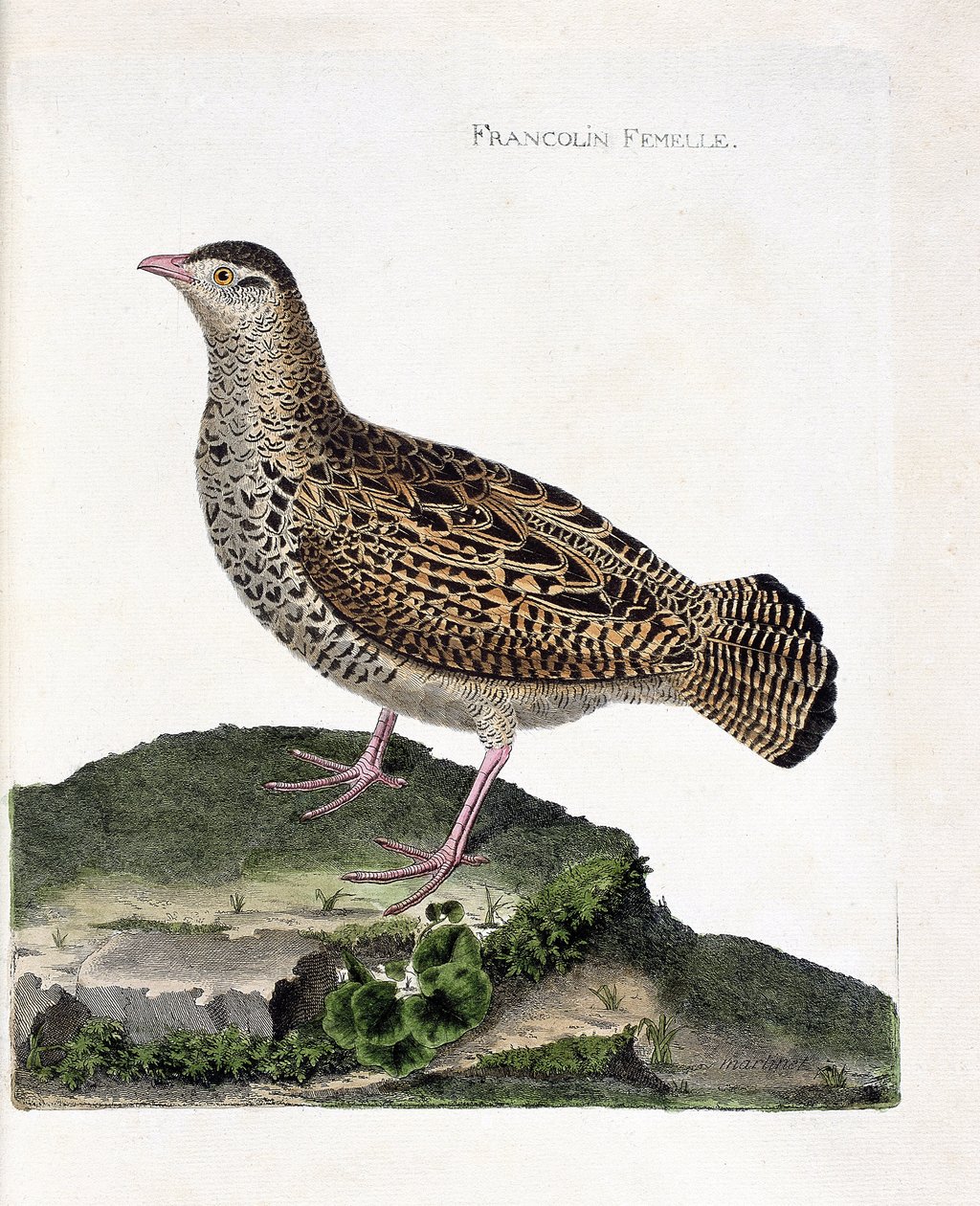 Zoologisk kort (ornitologi): Den kvindelige francolin (francolin noir eller francolinus francolinus). Illustration i "Fuglenes historie, malet i deres udseende og følsomme aspekter" af Francois Nicolas Martinet (1731-1800). Privat samling. af Francois Nicolas Martinet