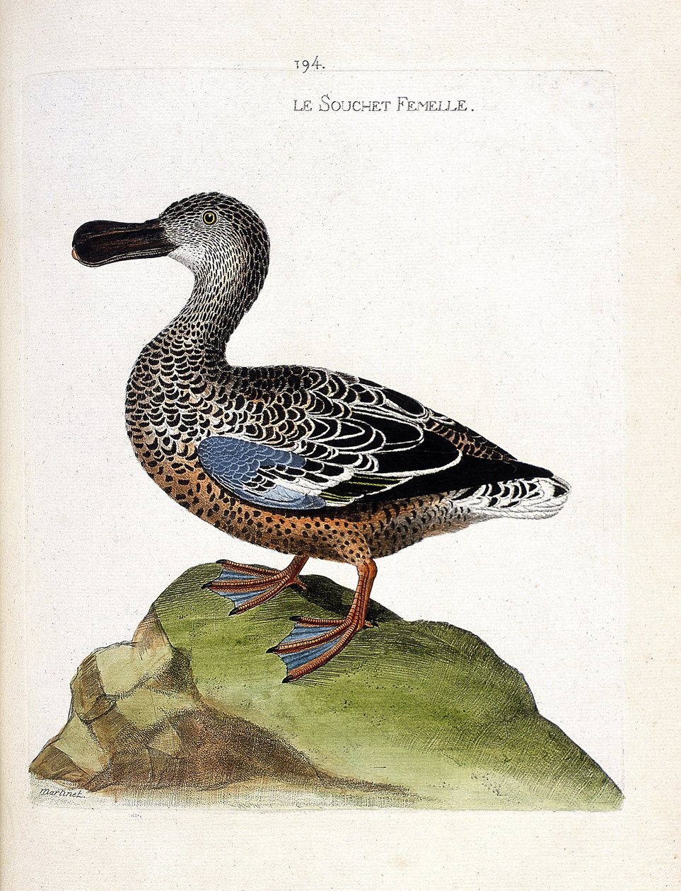 Zoologisk diagram (ornitologi): Hunstammen (and eller anas clypeata). Illustration i "Fuglenes historie, malet i deres udseende og følsomme aspekter" af Francois Nicolas Martinet (1731-1800). Privat samling. af Francois Nicolas Martinet