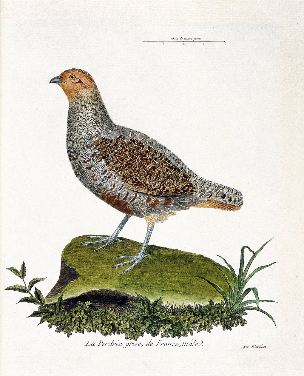 Zoologisk diagram (ornitologi): Frankrigs grå agerhøne, han (gråagerhøne eller agerhøne). Illustration i "Fuglenes historie, malet i deres udseende og følsomme aspekter" af Francois Nicolas Martinet (1731-1800). Privat samling. af Francois Nicolas Martinet