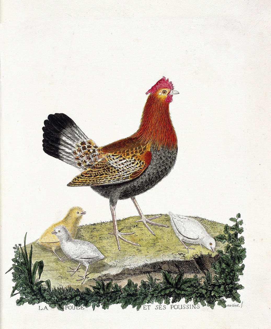 Zoologisk diagram (ornitologi): Hønen og dens kyllinger (tamhøne eller gallus gallus). Illustration i "Fuglenes historie, malet i deres udseende og følsomme aspekter" af Francois Nicolas Martinet (1731-1800). Privat samling. af Francois Nicolas Martinet