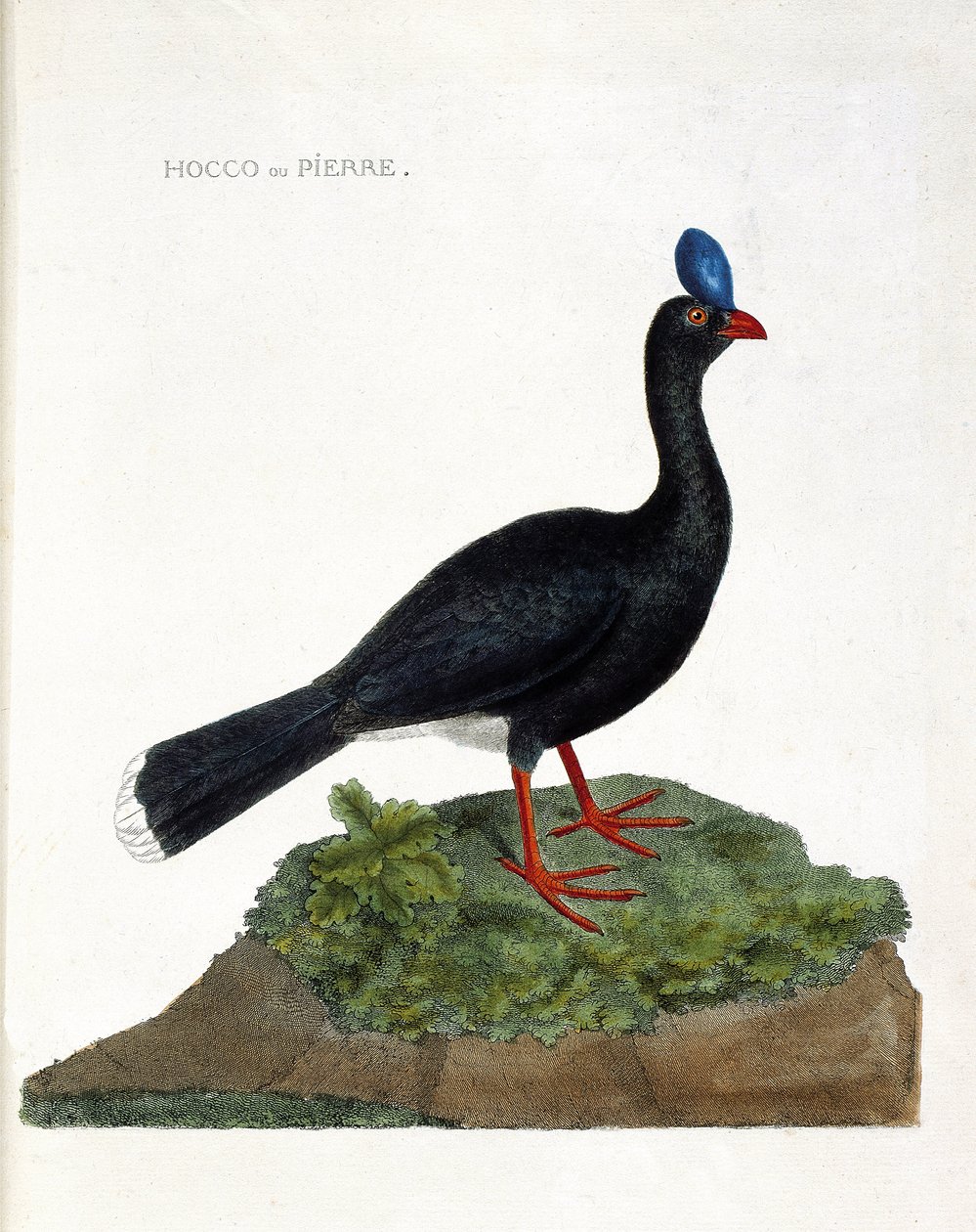 Zoologisk diagram (ornitologi): Hocco eller sten (Hocco a stone eller pauxi pauxi). Illustration i "Fuglenes historie, malet i deres udseende og følsomme aspekter" af Francois Nicolas Martinet (1731-1800). Privat samling. af Francois Nicolas Martinet