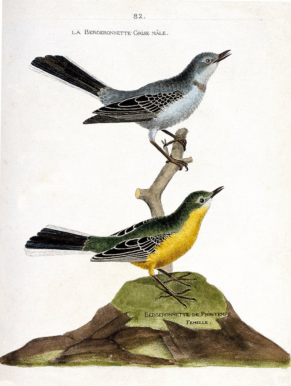 Zoologisk kort (ornitologi): Hanens grå bergeronnet (Motacilla alba) på en gren og den kvindelige fjederhyrde (Motacilla flava). Illustration i "Fuglenes historie, malet i deres udseende og følsomme aspekter" af Francois Nicolas Martin af Francois Nicolas Martinet