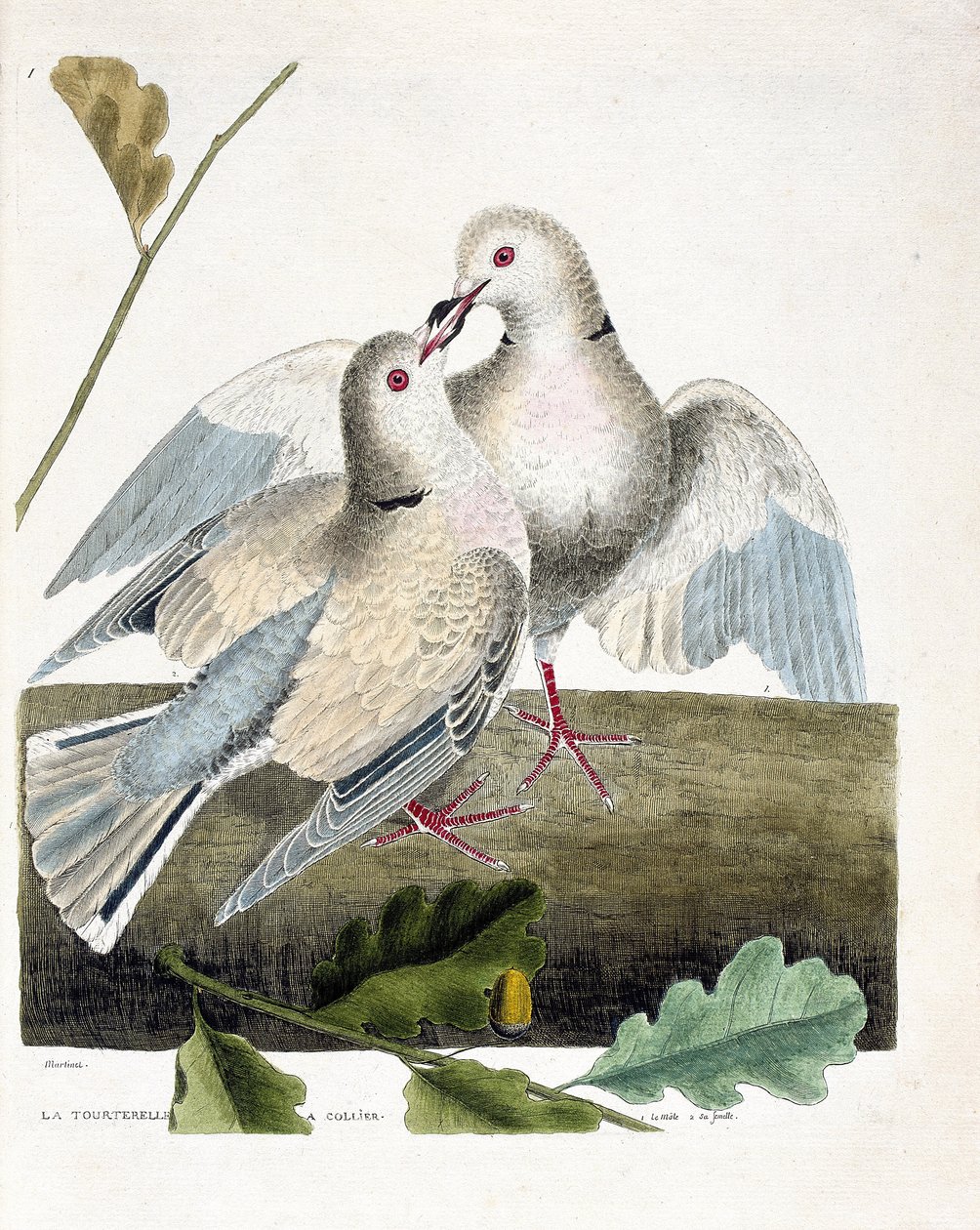 Zoologisk diagram (ornitologi): Den halsede due (lyserød og grå due eller streptopelia roseogrisea). Illustration i "Fuglenes historie, malet i deres udseende og følsomme aspekter" af Francois Nicolas Martinet (1731-1800). Privat samling. af Francois Nicolas Martinet