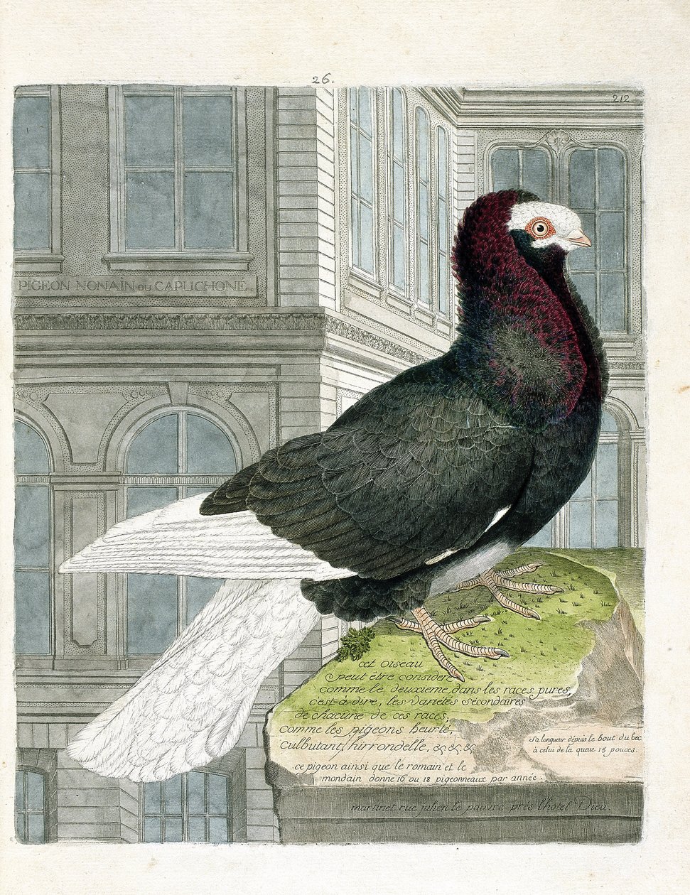 Zoologisk diagram (ornitologi): Nonan- eller capuchoneduen (dværgdue eller columba livia). Illustration i "Fuglenes historie, malet i deres udseende og følsomme aspekter" af Francois Nicolas Martinet (1731-1800). Privat samling. af Francois Nicolas Martinet