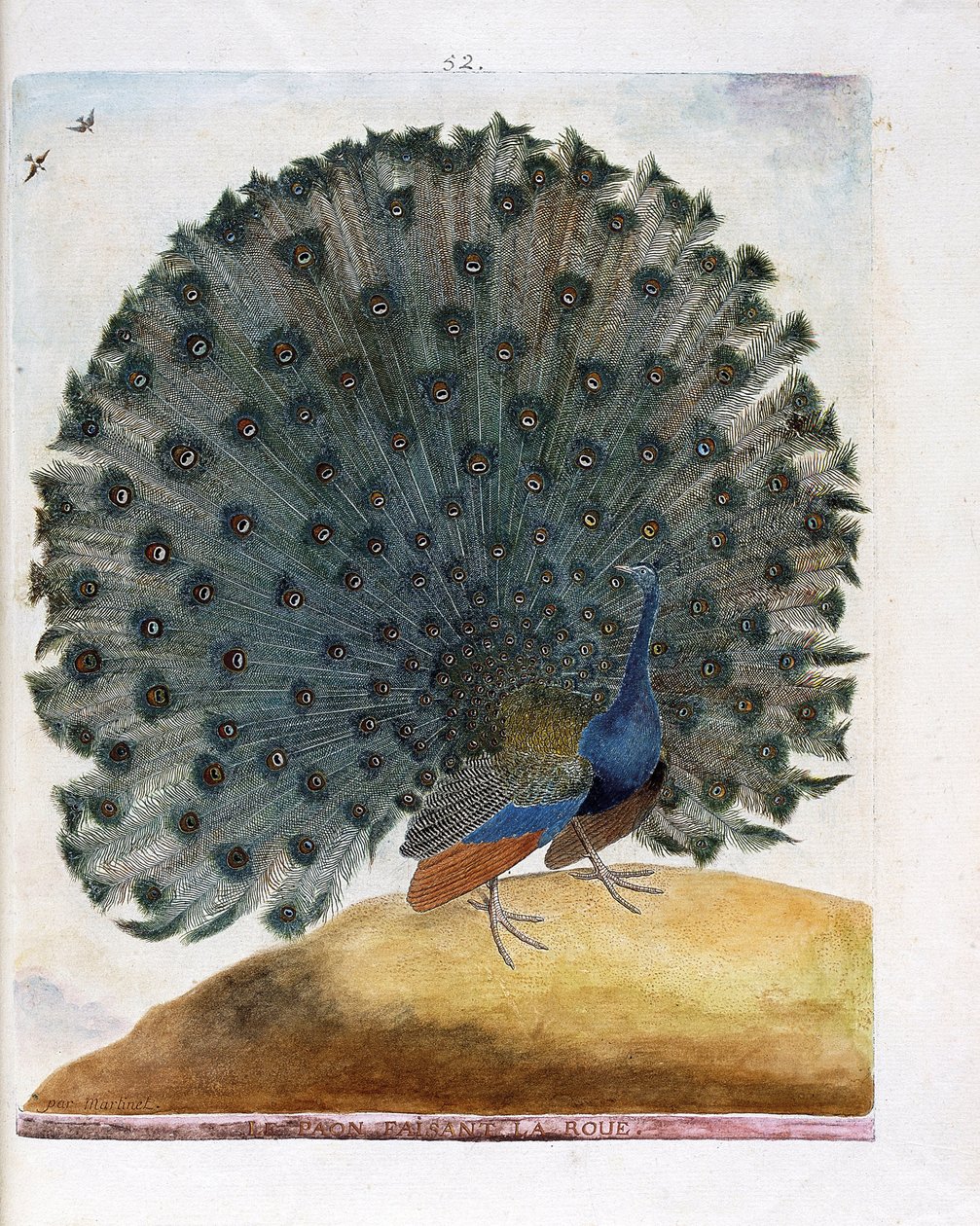 Zoologisk diagram (ornitologi): Påfuglen, der laver hjulet (blå påfugl eller Pavo cristatus). Illustration i "Fuglenes historie, malet i deres udseende og følsomme aspekter" af Francois Nicolas Martinet (1731-1800). Privat samling. af Francois Nicolas Martinet