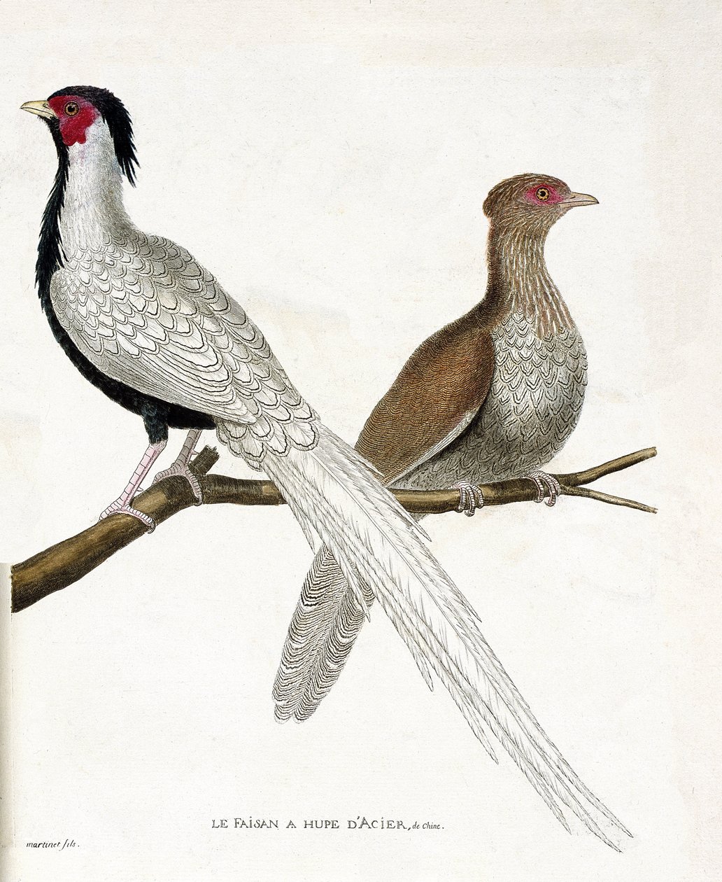 Zoologisk diagram (ornitologi): Fasanen har en kinesisk stålhupe og dens hun (sølvfasan eller Lophura nycthemera) på en gren. Illustration i "Fuglenes historie, malet i deres udseende og følsomme aspekter" af Francois Nicolas Marti af Francois Nicolas Martinet