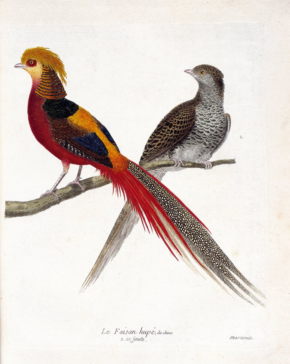 Zoologisk diagram (ornitologi): Kinas fasan og dens hunner (guldfasan og chrysolophus) på en gren. Illustration i "Fuglenes historie, malet i deres udseende og følsomme aspekter" af Francois Nicolas Martinet (1731-1800). Priv af Francois Nicolas Martinet
