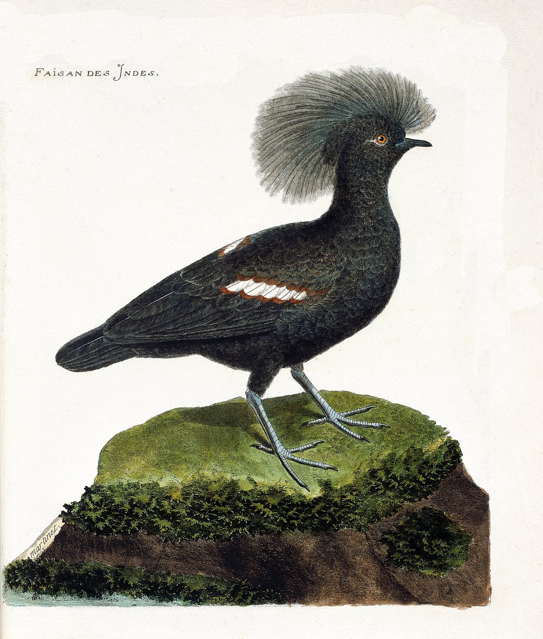 Zoologisk diagram (ornitologi): Indiens fasan (goura krone eller goura cristata). Illustration i "Fuglenes historie, malet i deres udseende og følsomme aspekter" af Francois Nicolas Martinet (1731-1800). Privat samling. af Francois Nicolas Martinet