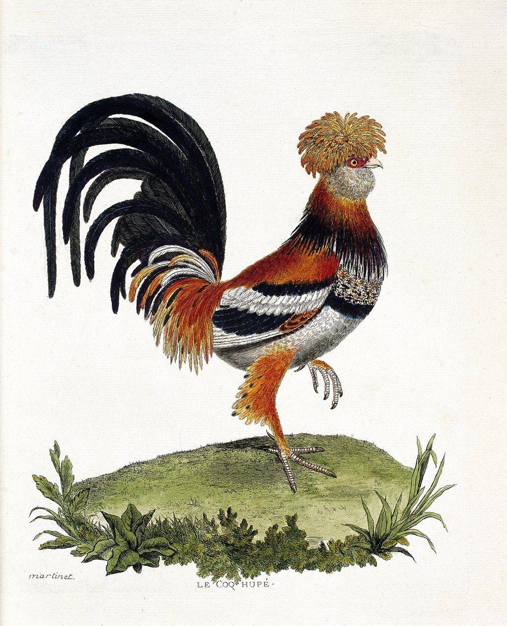 Zoologisk diagram (ornitologi): Hanen (tamhane eller gallus gallus). Illustration i "Fuglenes historie, malet i deres udseende og følsomme aspekter" af Francois Nicolas Martinet (1731-1800). Privat samling. af Francois Nicolas Martinet