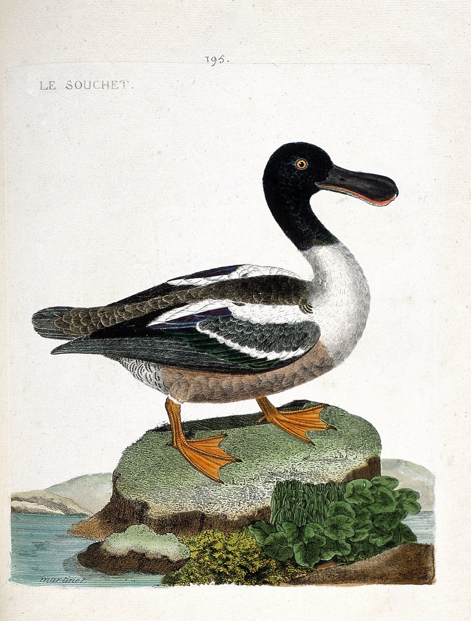 Zoologisk diagram (ornitologi): Stammen (and strainberry eller anas clypeata). Illustration i "Fuglenes historie, malet i deres udseende og følsomme aspekter" af Francois Nicolas Martinet (1731-1800). Privat samling. af Francois Nicolas Martinet