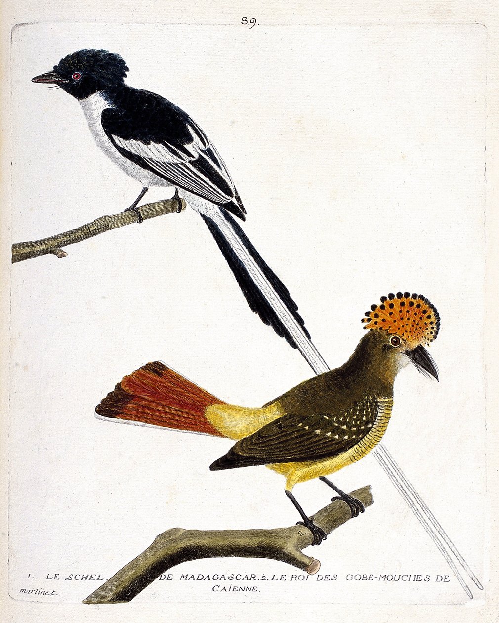 Zoologisk kort (ornitologi). Øverst: Madagaskar schel (malagasisk chitrec eller muteret terpsiphone). Lavår: Konge af fluegodset (Gobemouche eller fluegob) af Caienne (fluefangerkroner eller Onychorhynchus Coronatus). Illustration i "Fuglenes historie, Pai af Francois Nicolas Martinet