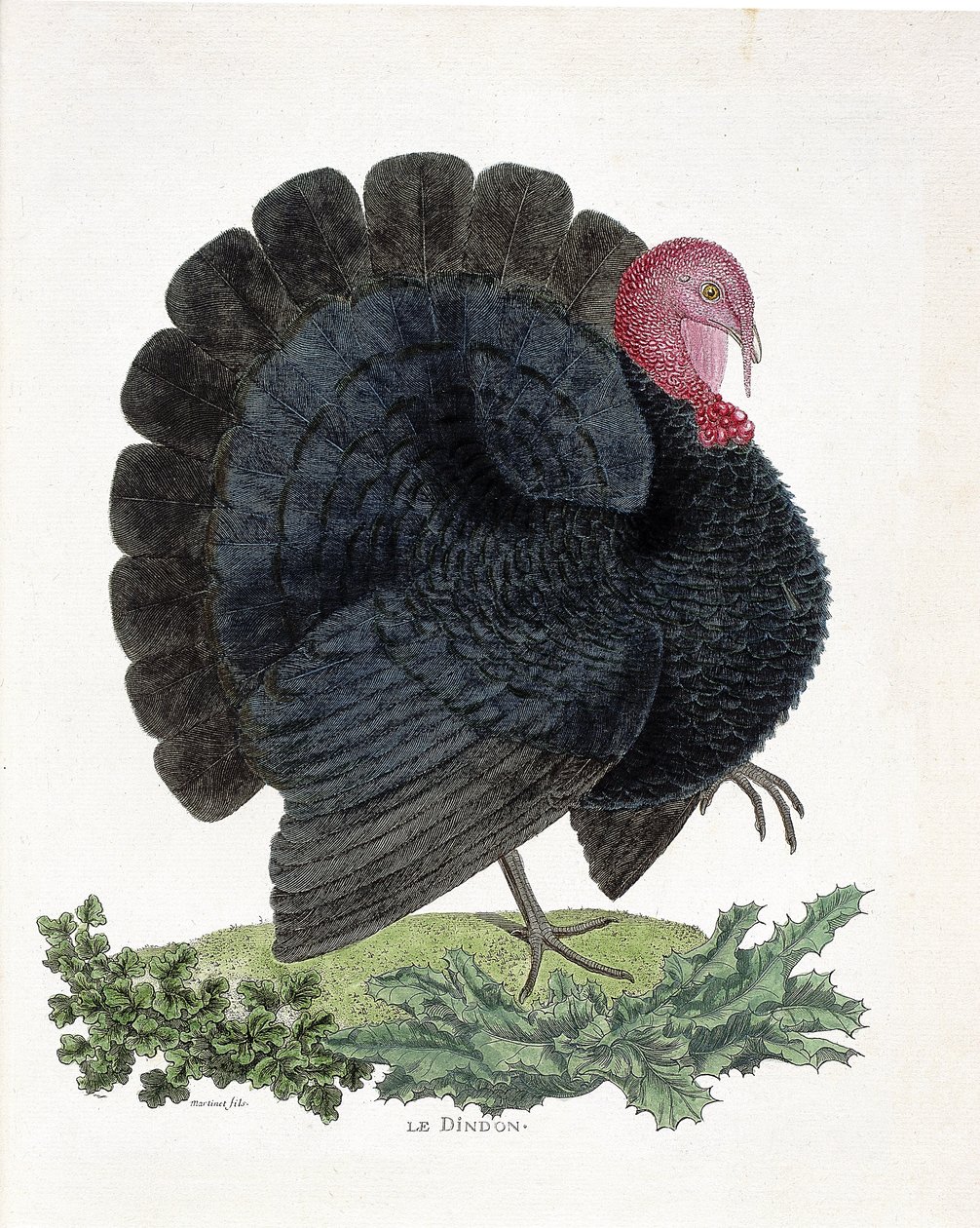 Zoologisk kort (ornitologi): Tyrkiet (tam kalkun eller Melaeagris gallopavo). Illustration i "Fuglenes historie, malet i deres udseende og følsomme aspekter" af Francois Nicolas Martinet (1731-1800) (stik) af Francois Nicolas Martinet