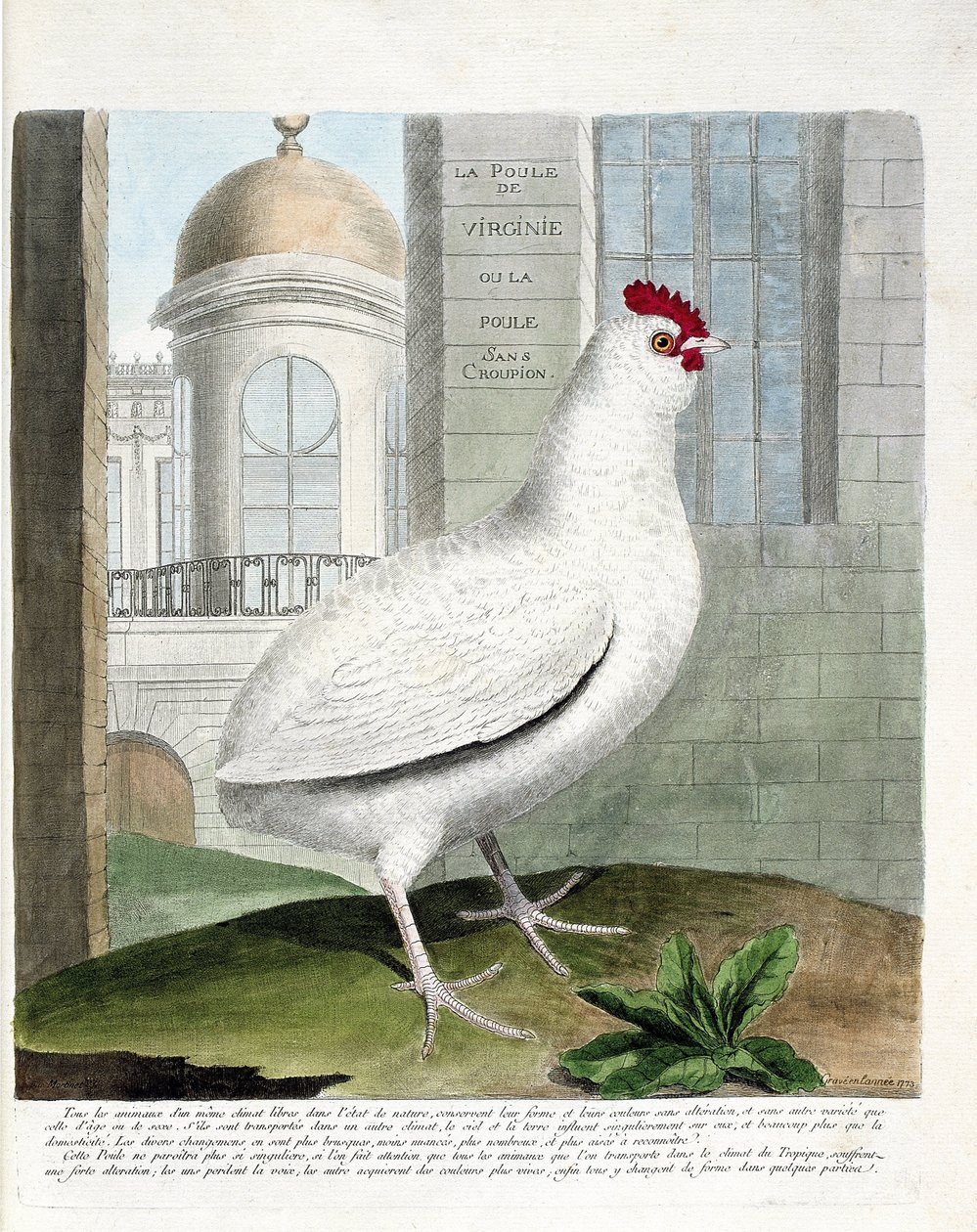 Zoologisk diagram (ornitologi): Virginia-høne eller høns uden rumpe (tamhøne iu gallus gallus). Illustration i "Fuglenes historie, malet i deres udseende og følsomme aspekter" af Francois Nicolas Martinet (1731-1800). Privat samling. af Francois Nicolas Martinet