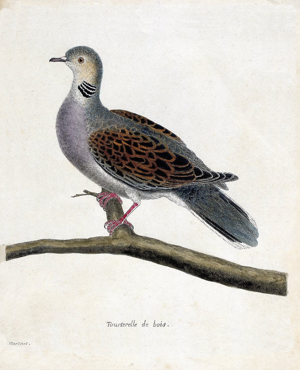Zoologisk kort (ornitologi): Skovdue (skovdue eller streptopelia turtur) på en gren. Illustration i "Fuglenes historie, malet i deres udseende og følsomme aspekter" af Francois Nicolas Martinet (1731-1800). Privat samling. af Francois Nicolas Martinet
