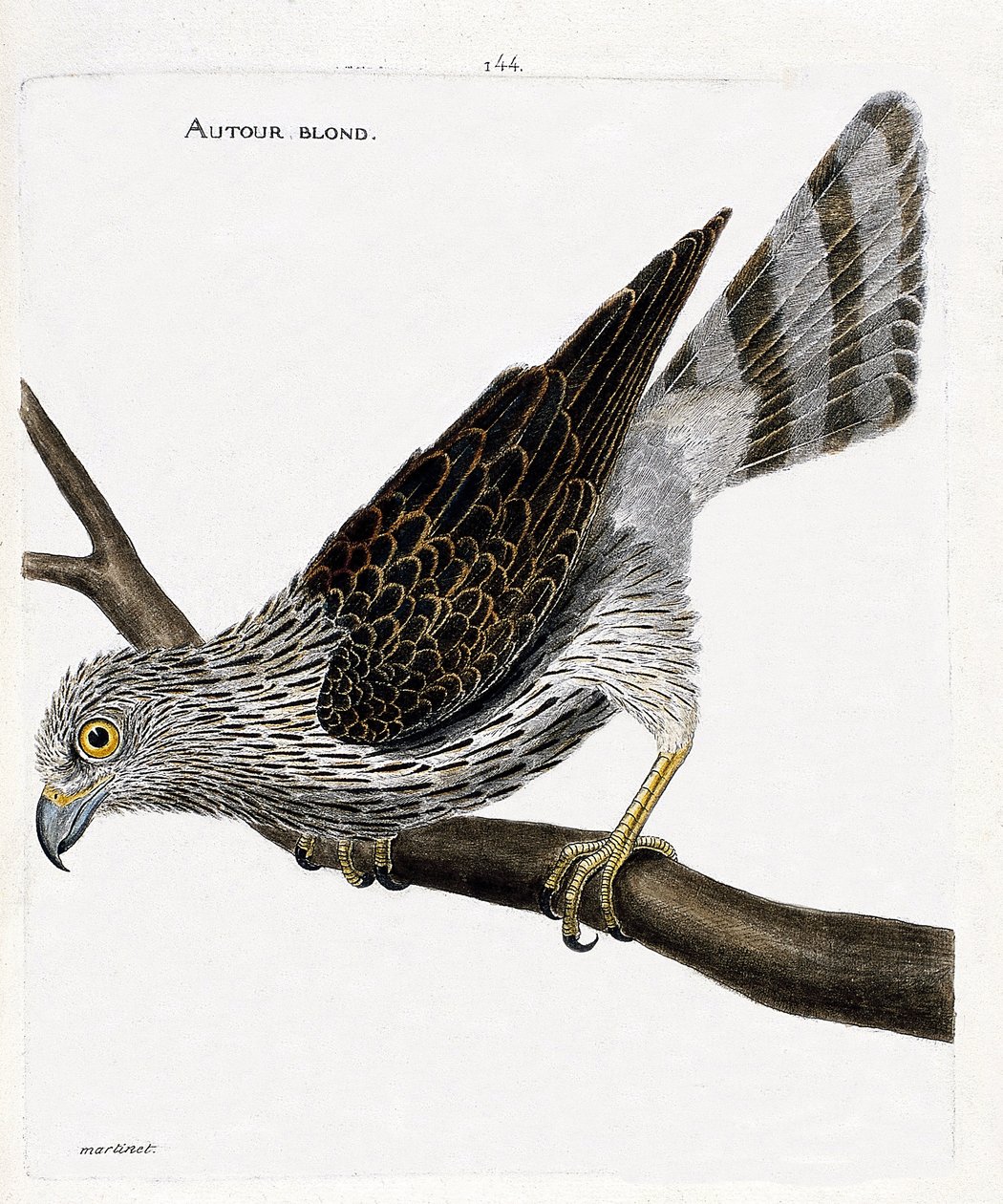 Zoologisk kort (ornitologi): omkring blond (omkring høgehøge eller accipiter gentilis) på en gren. Illustration i "Fuglenes historie, malet i deres udseende og følsomme aspekter" af Francois Nicolas Martinet (1731-1800). Privat samling. af Francois Nicolas Martinet