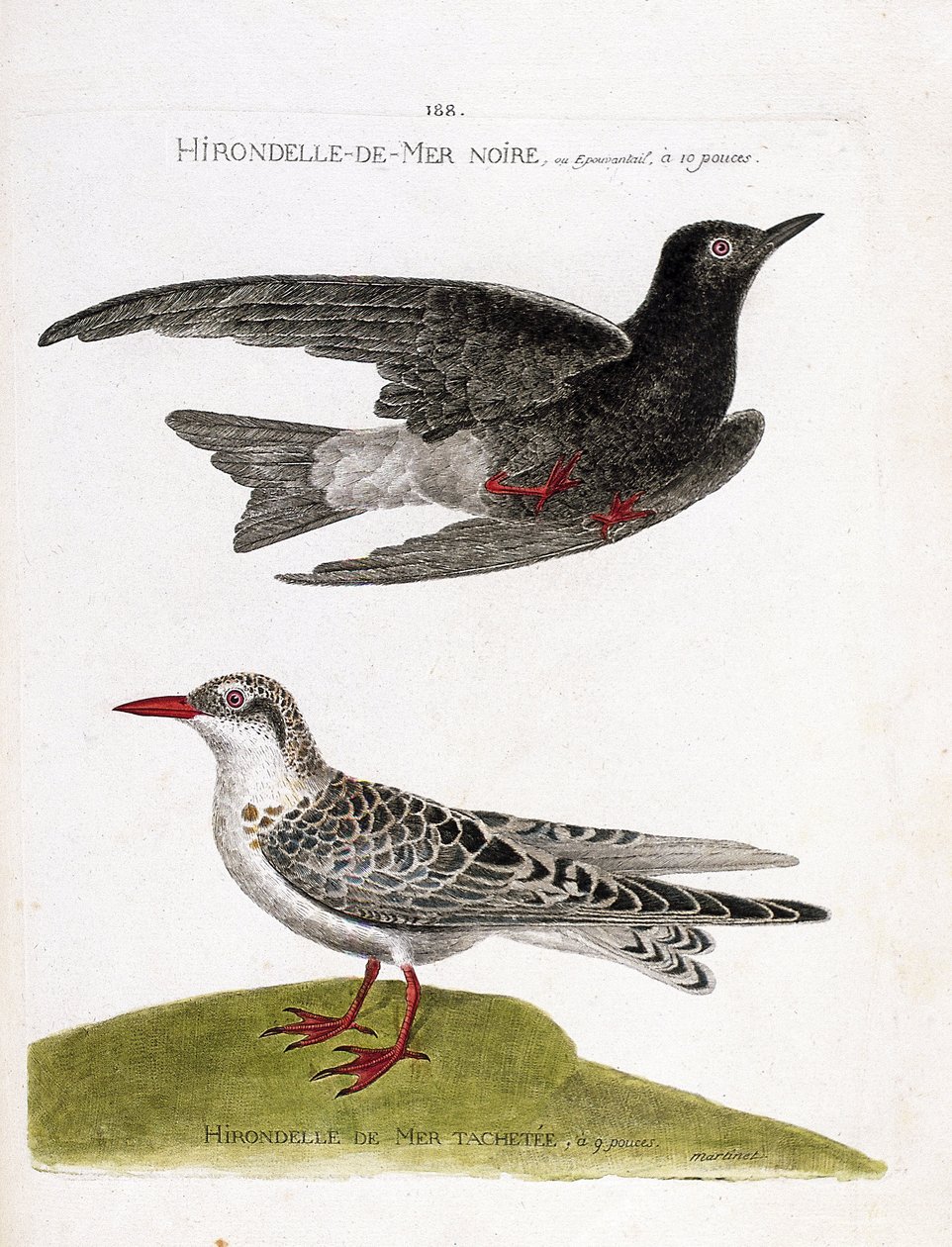 Zoologisk kort (ornitologi): sorthavssvale (søsvale eller sort dværg eller chlidonias niger) under flugt og plettet havsvale (moustac guifette eller chlidonias hybrida). Illustration i "Fuglenes historie, malet i deres udseende og følsomhed af Francois Nicolas Martinet