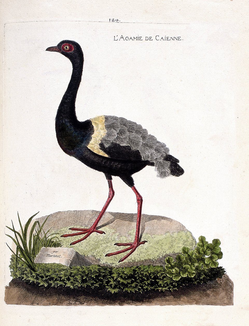 Zoologisk diagram (ornitologi): caienne agami (trompetagami eller psophia crepitans). Illustration i "Fuglenes historie, malet i deres udseende og følsomme aspekter" af Francois Nicolas Martinet (1731-1800). Privat samling. af Francois Nicolas Martinet