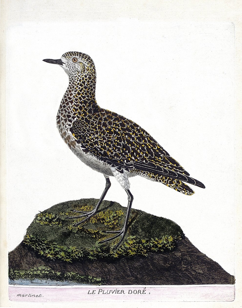 Zoologisk diagram (ornitologi): casoar (casoar en hjelm eller cassuarius cassuarius). Illustration i "Fuglenes historie, malet i deres udseende og følsomme aspekter" af Francois Nicolas Martinet (1731-1800). Privat samling. af Francois Nicolas Martinet