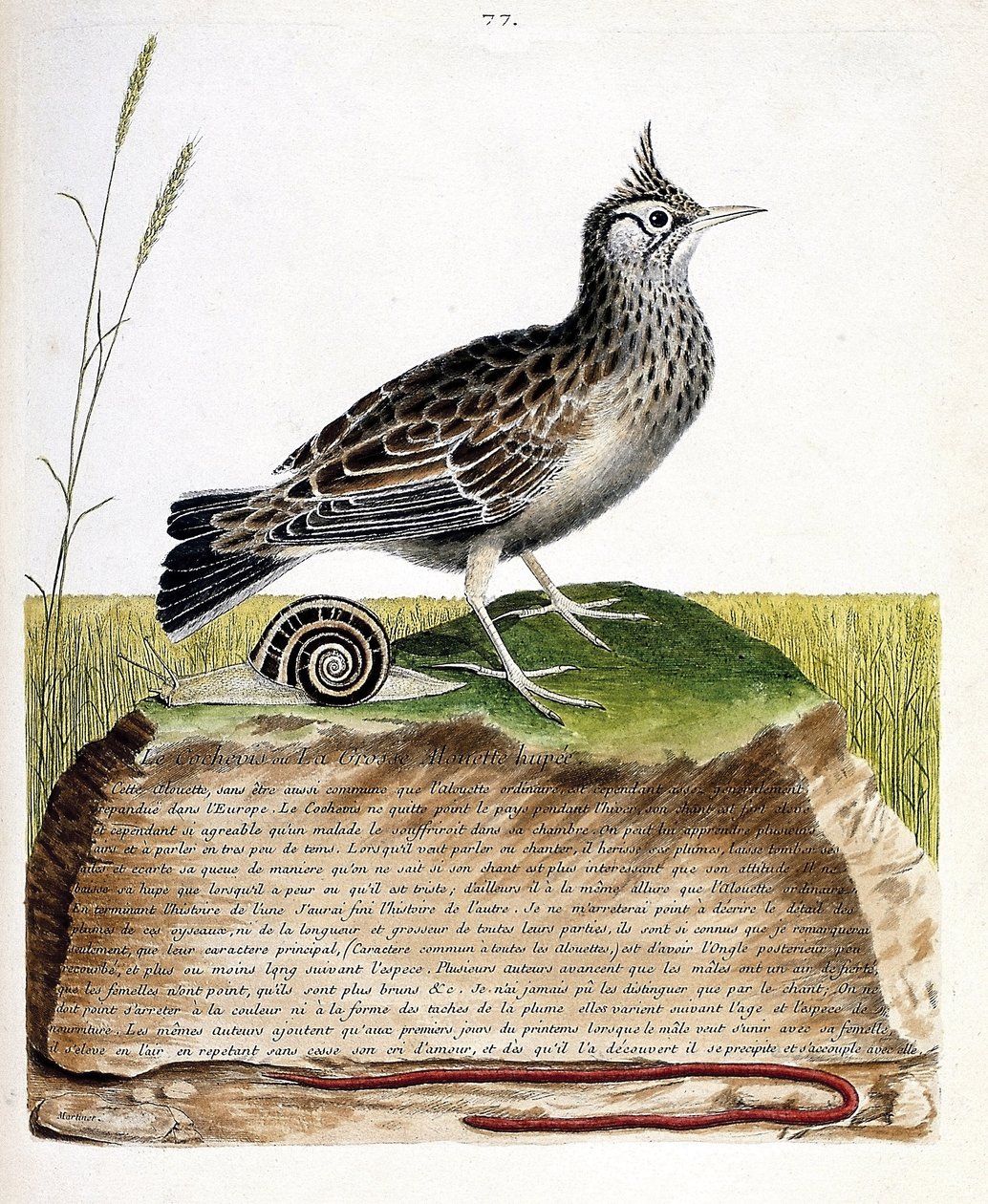 Zoologisk diagram (ornitologi): cochevis (cochevis huppe eller Galerida cristata). Illustration i "Fuglenes historie, malet i deres udseende og følsomme aspekter" af Francois Nicolas Martinet (1731-1800). Privat samling. af Francois Nicolas Martinet