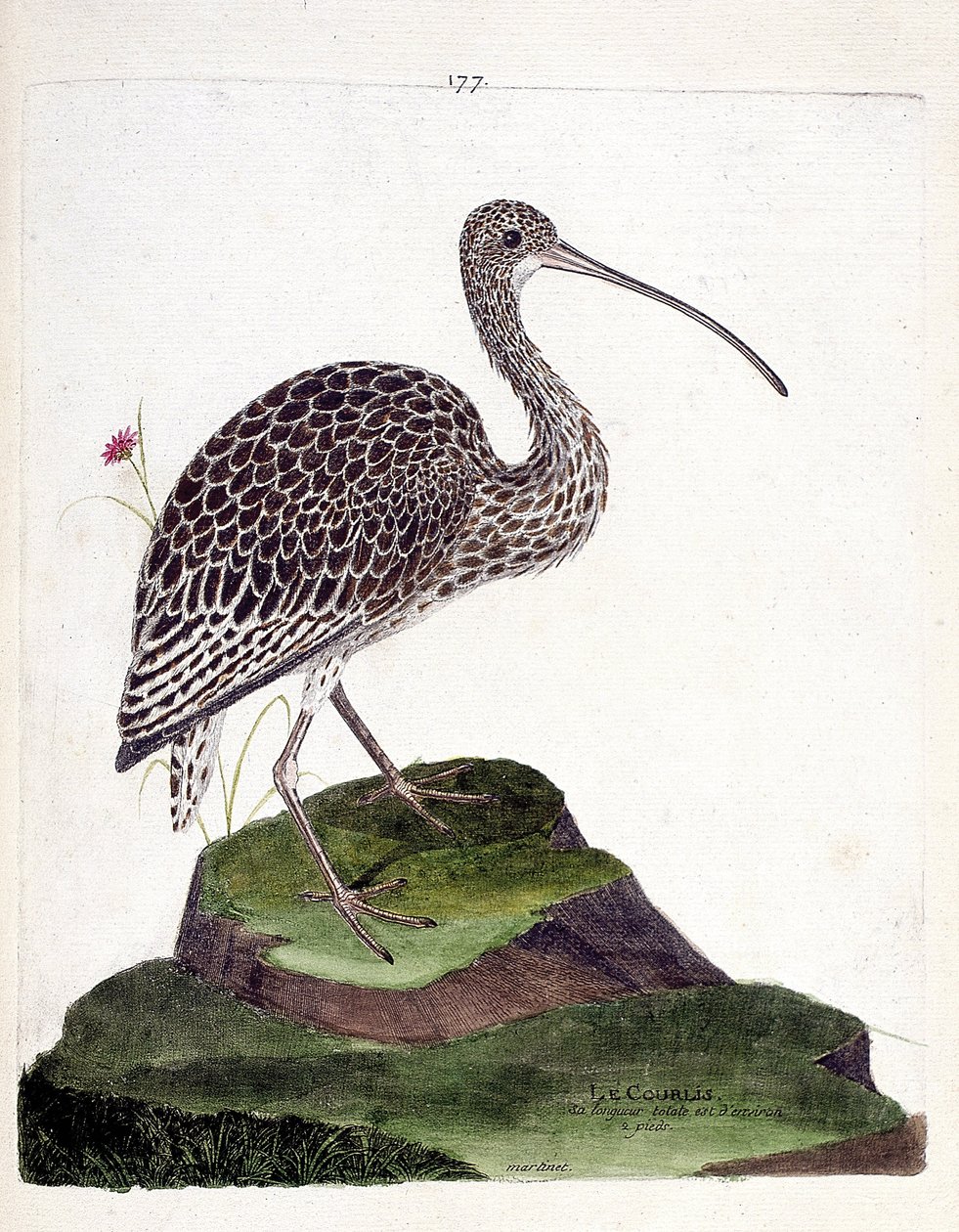 Zoologisk kort (ornitologi): krølle (krølleaske eller numenius arquata). Illustration i "Fuglenes historie, malet i deres udseende og følsomme aspekter" af Francois Nicolas Martinet (1731-1800). Privat samling. af Francois Nicolas Martinet