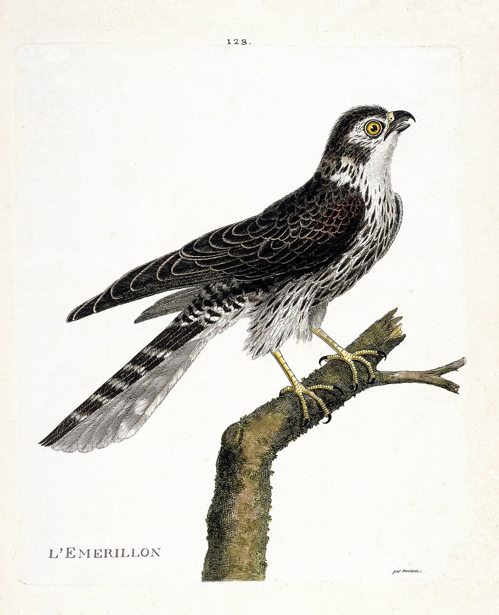 Zoologisk diagram (ornitologi): emerillon (emerillonfalk eller falco colombarius) på en gren. Illustration i "Fuglenes historie, malet i deres udseende og følsomme aspekter" af Francois Nicolas Martinet (1731-1800). Privat samling. af Francois Nicolas Martinet
