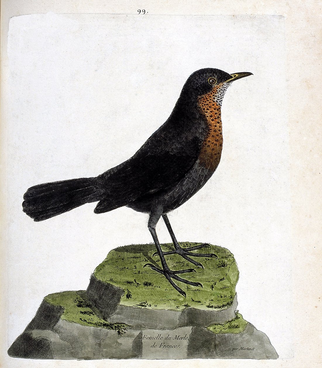 Zoologisk diagram (ornitologi): hunsort (sortsort eller turdus merula). Illustration i "Fuglenes historie, malet i deres udseende og følsomme aspekter" af Francois Nicolas Martinet (1731-1800). Privat samling. af Francois Nicolas Martinet