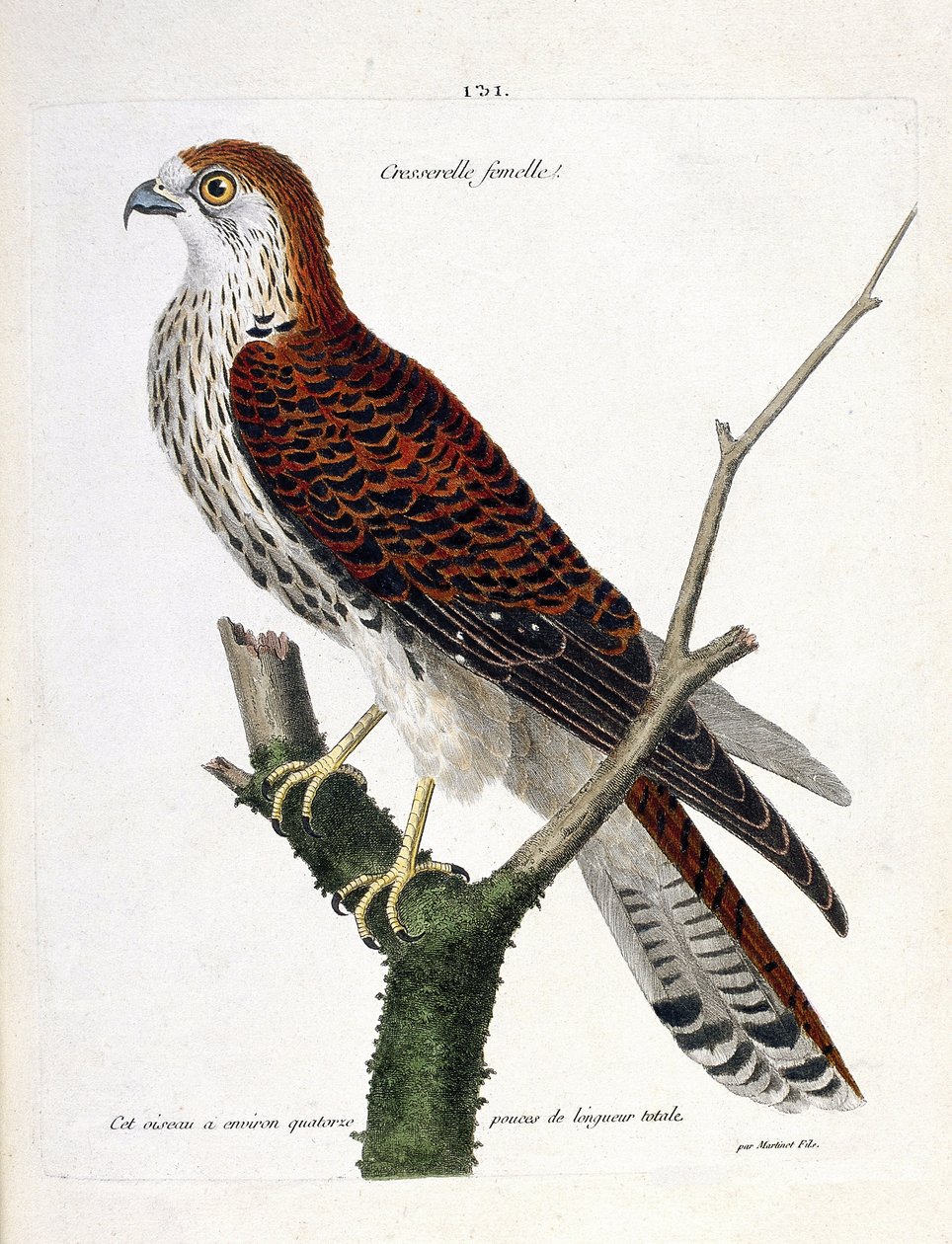Zoologisk kort (ornitologi): hunkarse (høgehøg eller falco tinnunculus) på en gren. Illustration i "Fuglenes historie, malet i deres udseende og følsomme aspekter" af Francois Nicolas Martinet (1731-1800). Privat samling. af Francois Nicolas Martinet